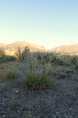 Horkeliella congdonis