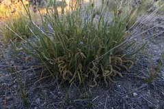 Horkeliella congdonis