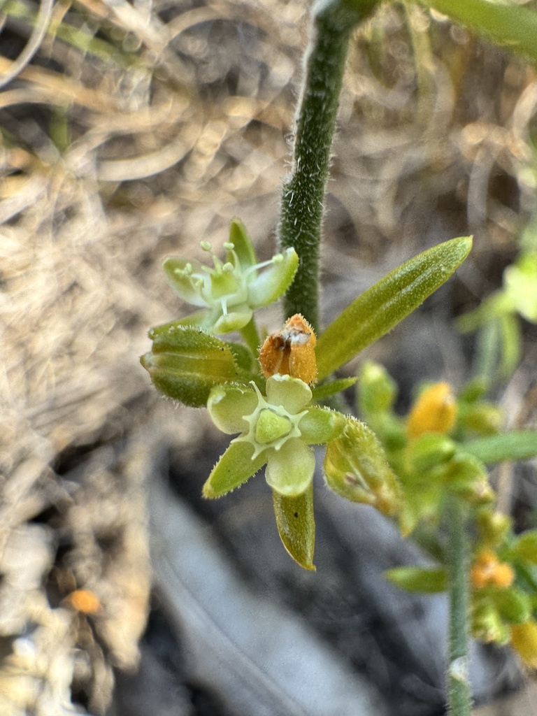 Macarthuria keigheryi