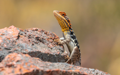 Peninsula Crevice-Dragon photo 2