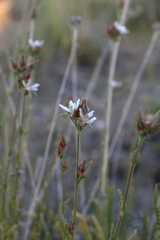 Horkeliella congdonis