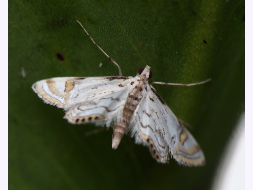 Eoophyla argyrilinale