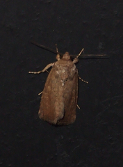 Spodoptera pecten