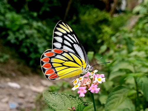 Common Jezebel