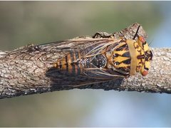 Macrotristria godingi