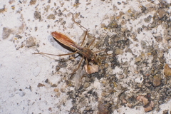 Phaenacantha bicolor
