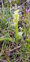 Platanthera hyperborea