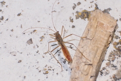 Phaenacantha bicolor