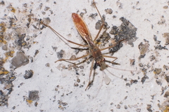 Phaenacantha bicolor