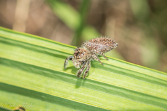 Phidippus octopunctatus