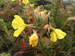 Oenothera elata hookeri