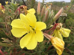 Oenothera elata hookeri