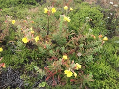 Oenothera elata hookeri
