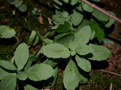 Hylotelephium telephium