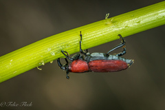Rhodobaenus sanguineus