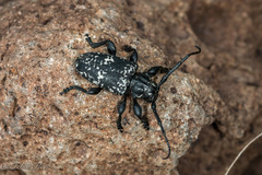 Acanthoderes funeraria