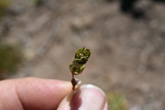 Polygonum minimum