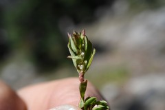 Polygonum minimum