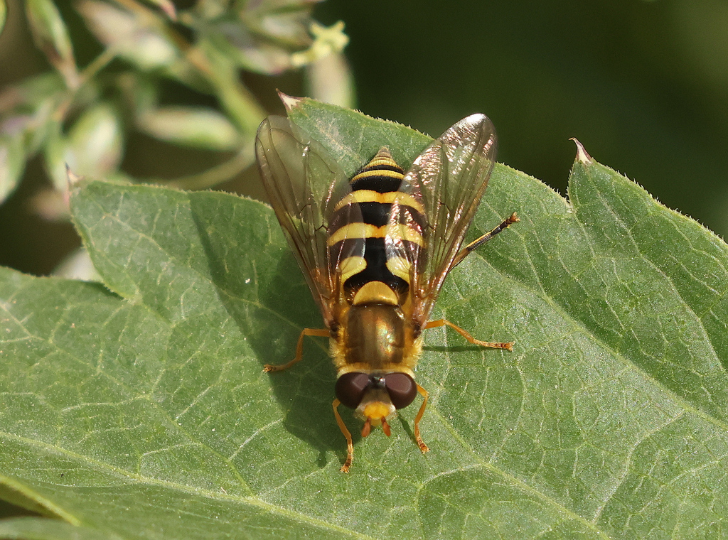 Syrphus auberti