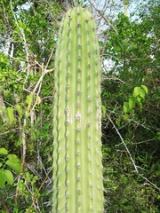 Cephalocereus nudus