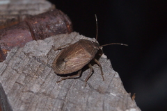 Caystrus obscurus