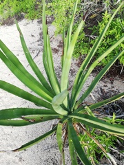Agave karwinskii