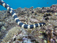 Emydocephalus ijimae