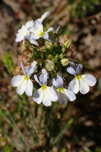 Image of Lobelia comosa by no rights reserved