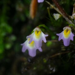 Kumaon Bladderwort (Utricularia kumaonensis)