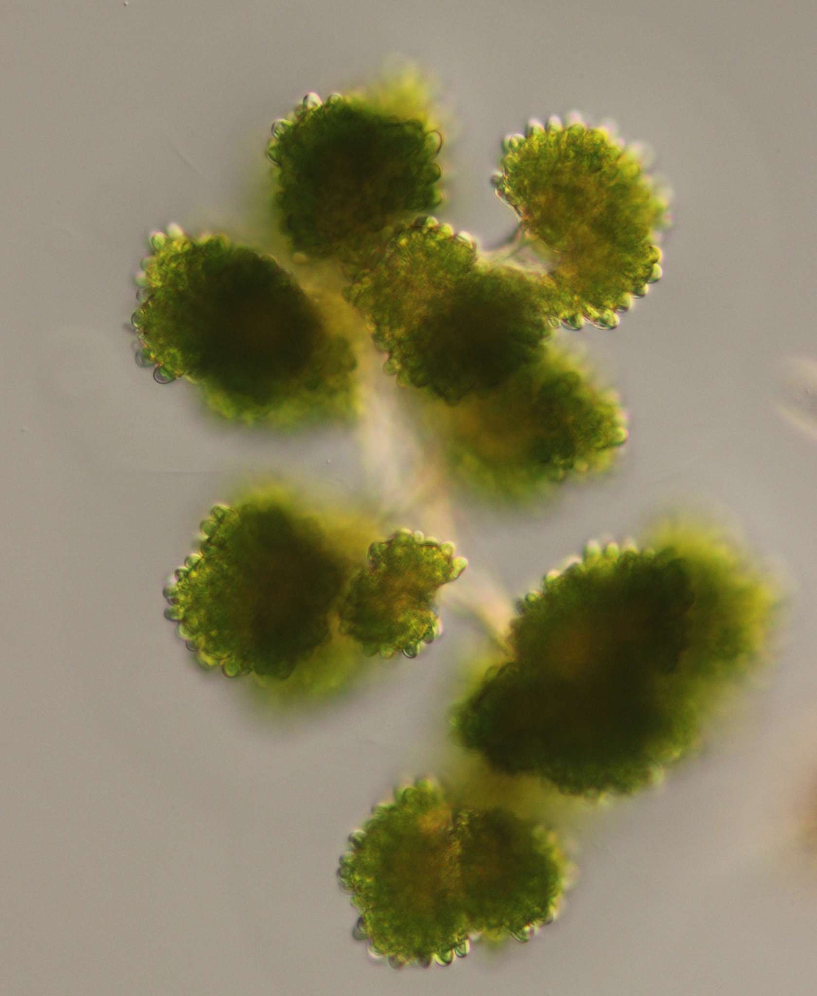 Botryococcus protuberans
