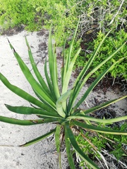 Agave karwinskii
