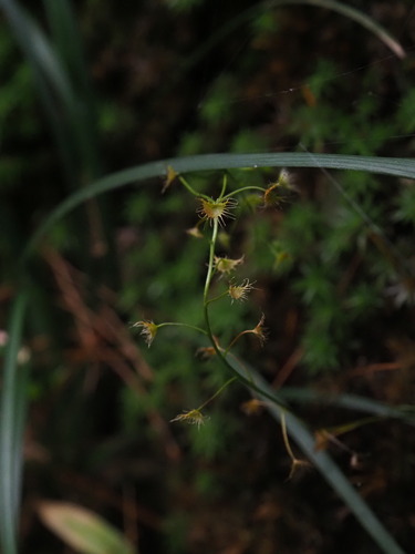 Image of Drosera lunata by (c) Hugo Innes, some rights reserved (CC BY)
