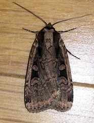 Eueretagrotis sigmoides