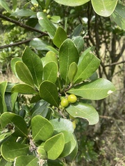 Daphnopsis caracasana, photograph (c) julianazuluaga-carrero, some rights reserved (CC BY-SA)