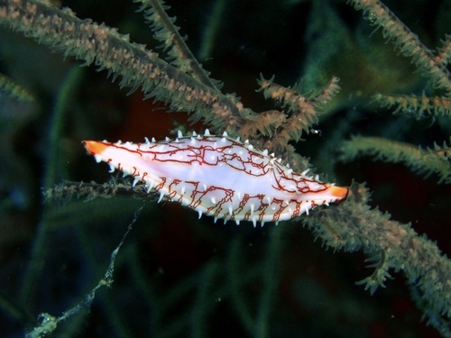 Phenacovolva poppei Fehse, 2000