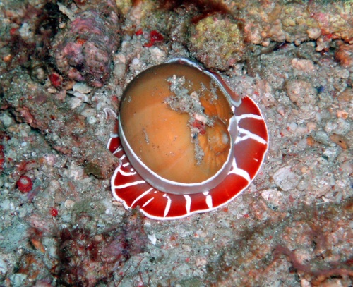 Representative image of Naticarius