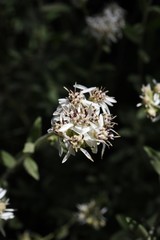 Sericocarpus oregonensis