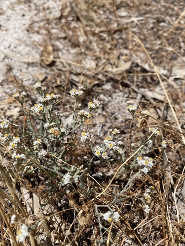 Image of Helichrysum indicum by (c) Simon Tamblyn, some rights reserved (CC BY)