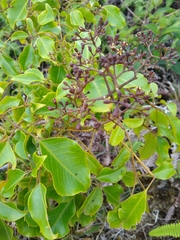 Cheirodendron trigynum