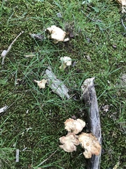 Cantharellus flavolateritius