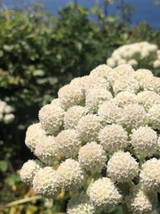 Angelica hendersonii