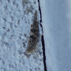 Trimerotropis pallidipennis