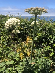 Angelica hendersonii