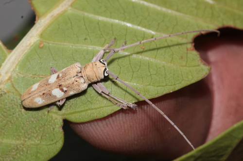 Prosopocera bella