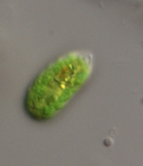 Chlamydomonas