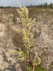 Koenigia alaskana