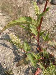 Koenigia alaskana