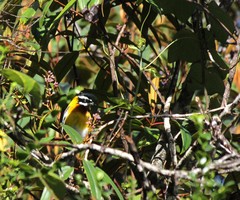 Spindalis dominicensis