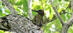 Melanerpes striatus