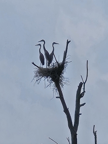 Great Blue Heron photographed in New York